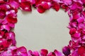 Background texture of beautiful delicate pink rose petals in a random pile Royalty Free Stock Photo