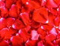 Background texture of beautiful delicate red rose petals Royalty Free Stock Photo