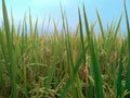 background texture of beauty rice field Royalty Free Stock Photo