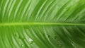 Background Texture: Big Green Leaf with Water Drops Royalty Free Stock Photo
