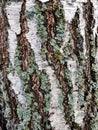 birch bark with lichen close-up, macro tree trunk. background texture Royalty Free Stock Photo