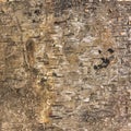 Background texture of birch bark Royalty Free Stock Photo