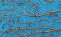 Background  texture of a blue surface overgrown with withered ivy Royalty Free Stock Photo