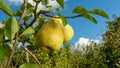 Background texture of the branch of pear with fruits closeup. The concept of successful gardening, copy space