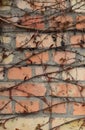 The Background And Texture Of The Brick Wall, Faded In The Sun With The Creeping Vines