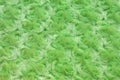 Background and texture of bright green artificial fur with round curls