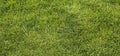 Background texture of bright green lawn Royalty Free Stock Photo