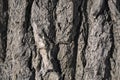 Background, texture - old bumpy bark