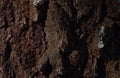 Background, texture, close-up, dark. Bark of an old brown tree Royalty Free Stock Photo