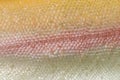 Close-up of skin of albinos rainbow trout