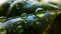 Background or texture of coffee tree leaves and dew drops. Spring. Nature and plants. Royalty Free Stock Photo