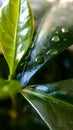 Background or texture of coffee tree leaves and dew drops. Spring. Nature and plants. Royalty Free Stock Photo