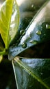 Background or texture of coffee tree leaves and dew drops. Spring. Nature and plants. Royalty Free Stock Photo