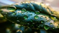 Background or texture of coffee tree leaves and dew drops. Spring. Nature and plants. Royalty Free Stock Photo