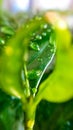 Background or texture of coffee tree leaves and dew drops. Spring. Nature and plants. Royalty Free Stock Photo