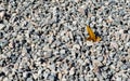 Background texture - colorful gravel with two small autumn leaves Royalty Free Stock Photo