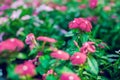 Background and texture of colorful Impatiens Impatiens walleria