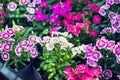 Background and texture of colorful Impatiens Impatiens walleria