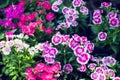 Background and texture of colorful Impatiens Impatiens walleria