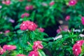 Background and texture of colorful Impatiens Impatiens walleria