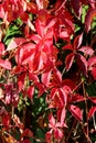 Background texture composed of Virginia creeper or Parthenocissus quinquefolia climber plants with bright red leaves in home