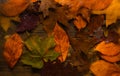 Background texture concept. Autumn background, view through wet glass on wood and fallen leaves. Drops of water or rain