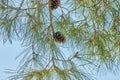 Background, texture of cones of coniferous tree on background of the sky Royalty Free Stock Photo