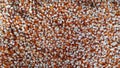 background texture corn (maize) kernels Royalty Free Stock Photo