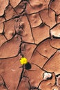 Background and texture of cracked dry earth. Royalty Free Stock Photo