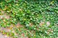 Background and texture of Creeping fig, Climbing fig or Ficus pumila growing on block bricks wall Royalty Free Stock Photo