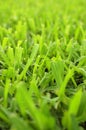 Background Texture of Cut Grass Royalty Free Stock Photo