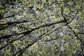Dark granite rock with yellow moss Royalty Free Stock Photo