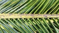 Background texture of dark green coconut leaves Royalty Free Stock Photo