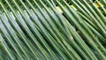 Background texture of dark green coconut leaves Royalty Free Stock Photo