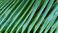 Background texture of dark green coconut leaves Royalty Free Stock Photo