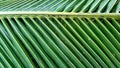 Background texture of dark green coconut leaves Royalty Free Stock Photo