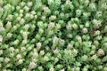 Background texture of densely planted Sedum or Stonecrop hardy succulent ground cover perennial green plants with thick succulent