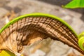 Background, texture, dried brown plantain leaf