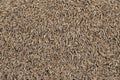 Background Texture of Dried Cumin Seeds