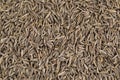 Background Texture of Dried Cumin Seeds