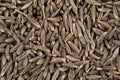 Background Texture of Dried Cumin Seeds