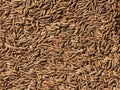 Background Texture of Dried Cumin Seeds. Surface covered with cumin seeds as a backdrop