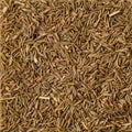 Background Texture of Dried Cumin Seeds. top view