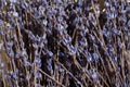 Background, texture, dried lavender
