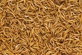Background texture of dried mealworms