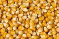 Background texture of dried organic maize seeds, raw yellow corn kernels for popcorn Royalty Free Stock Photo