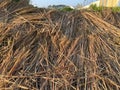 Dried rice straws on the side of paddy field after harvest season. Royalty Free Stock Photo