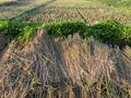 Dried rice straws on the side of paddy field after harvest season. Royalty Free Stock Photo