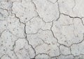 Background texture of a dried up cracked earth with small plant Royalty Free Stock Photo