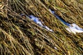 Background texture dry grass with snow Royalty Free Stock Photo